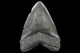 Serrated, Upper Megalodon Tooth - South Carolina #125261-2